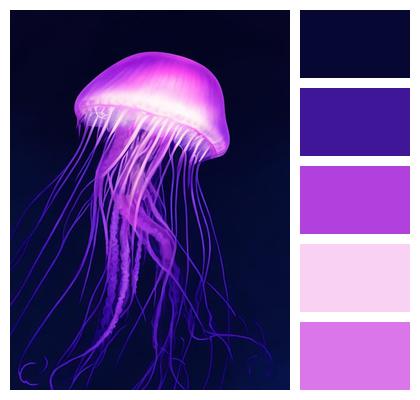 Jellyfish Sea Jelly Marine Animal Image